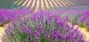 camping en provence