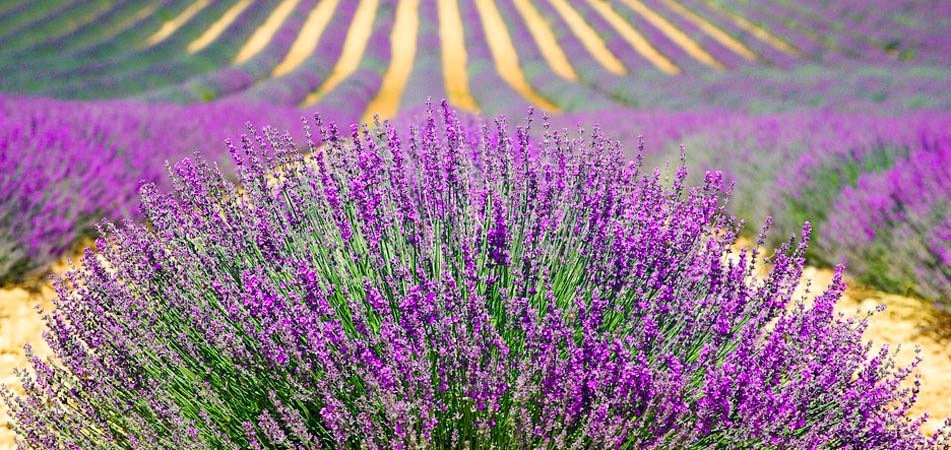 camping en provence